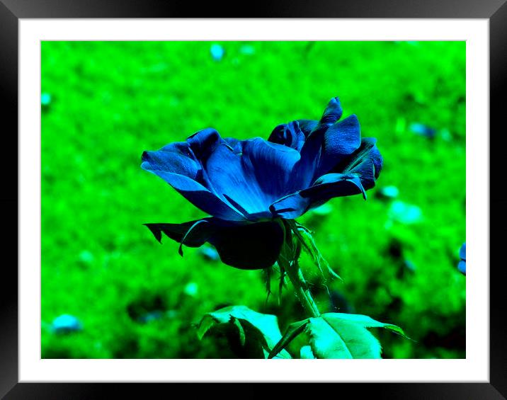 Blue Rose Framed Mounted Print by Stephanie Clayton