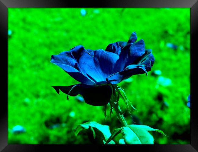 Blue Rose Framed Print by Stephanie Clayton