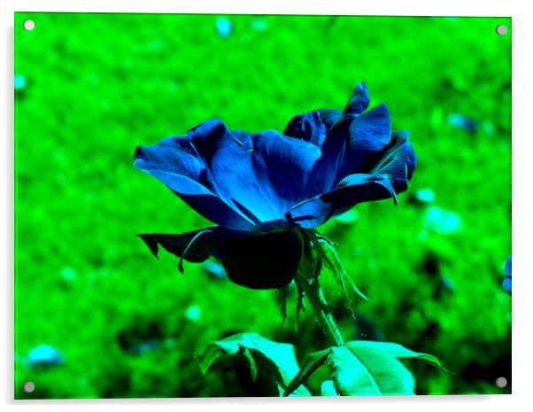 Blue Rose Acrylic by Stephanie Clayton
