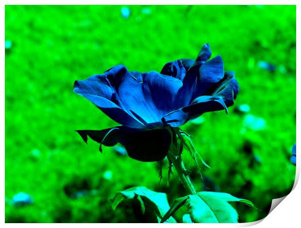 Blue Rose Print by Stephanie Clayton