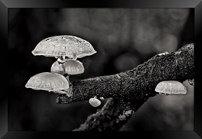 Tree fungi Framed Print by Pete Hemington