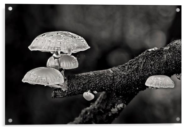 Tree fungi Acrylic by Pete Hemington