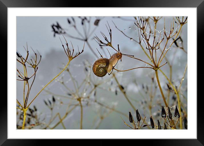 Snail in the Mist Framed Mounted Print by Mark  F Banks