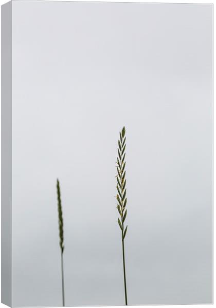 Grass Canvas Print by Gary Finnigan