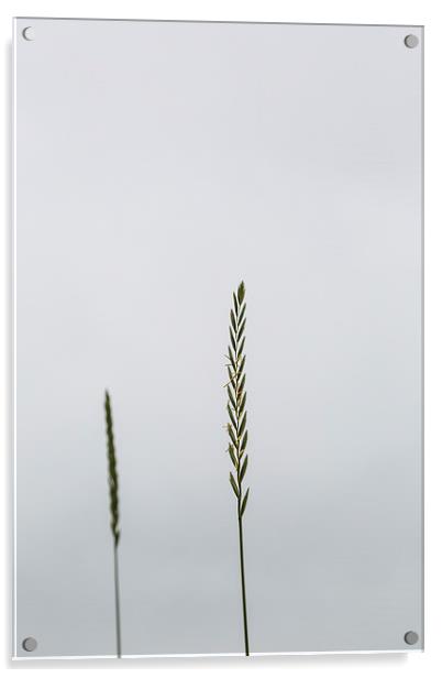 Grass Acrylic by Gary Finnigan
