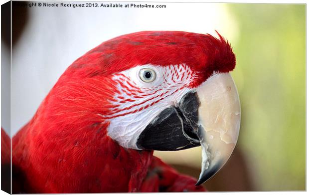 Macaw Canvas Print by Nicole Rodriguez