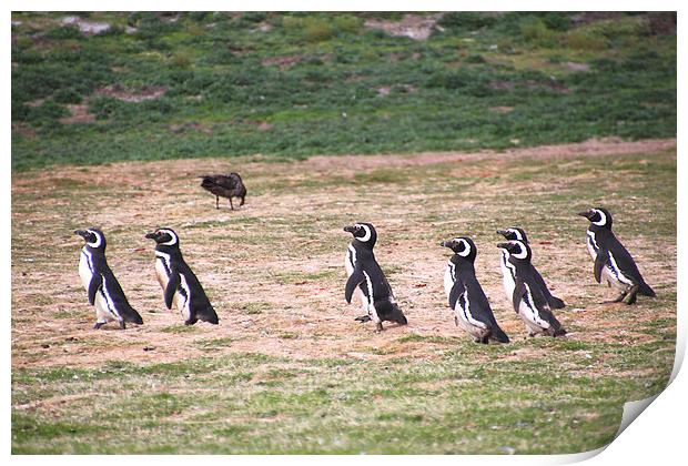 Magellanic Penguins Leaving Their Nesting Burrows  Print by Carole-Anne Fooks