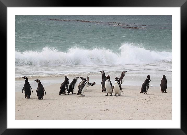Magellanic Penguins Returning from Fishing Framed Mounted Print by Carole-Anne Fooks