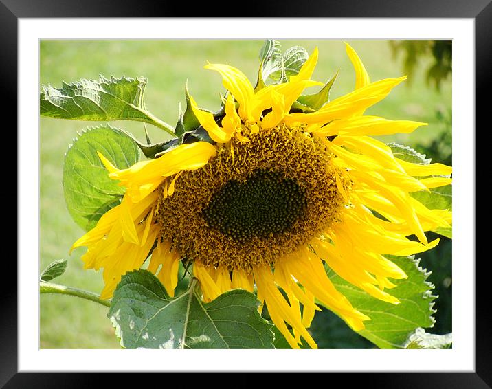 Sunflower Framed Mounted Print by Ankit Mahindroo