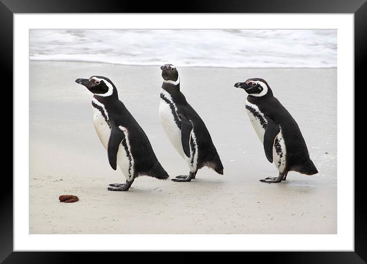 Magellanic Penguins on the Beach Framed Mounted Print by Carole-Anne Fooks