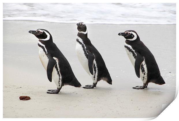 Magellanic Penguins on the Beach Print by Carole-Anne Fooks