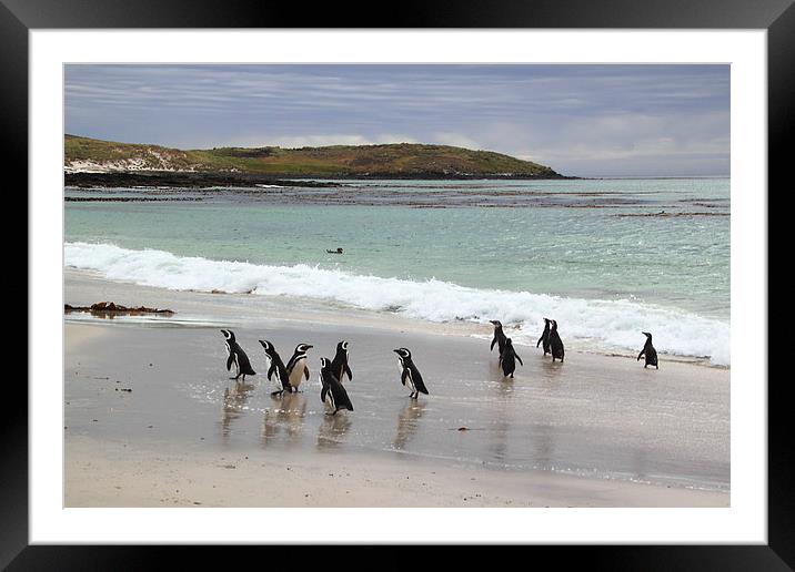 Magellanic Penguins on the Beach Framed Mounted Print by Carole-Anne Fooks