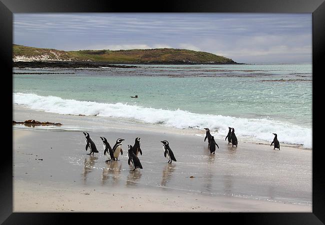 Magellanic Penguins on the Beach Framed Print by Carole-Anne Fooks