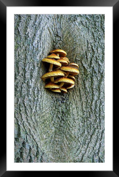 Fungus growing on tree Framed Mounted Print by Louise  Hawkins