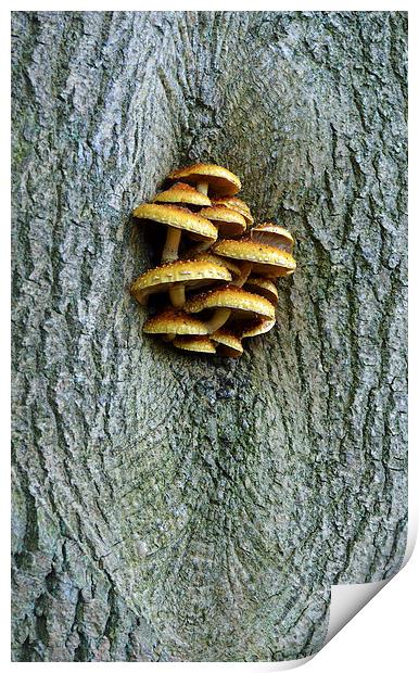 Fungus growing on tree Print by Louise  Hawkins