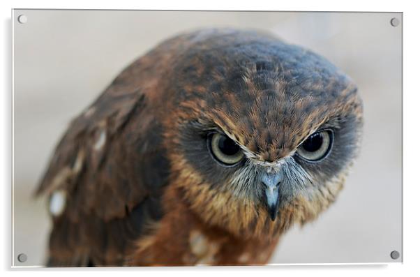 African Boobook Owl Acrylic by Louise  Hawkins