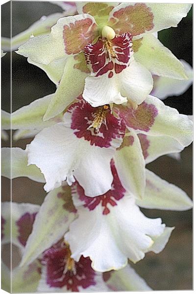 Oncidium orchid Canvas Print by Ruth Hallam