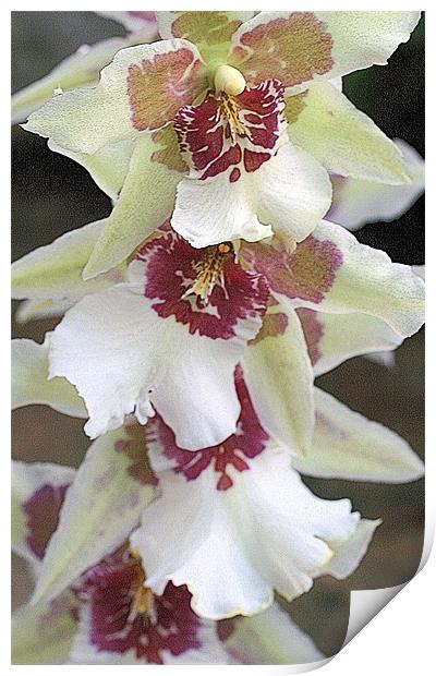 Oncidium orchid Print by Ruth Hallam