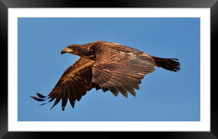 Young Bald Eagle Vancouver Island Framed Mounted Print by Gurinder Punn