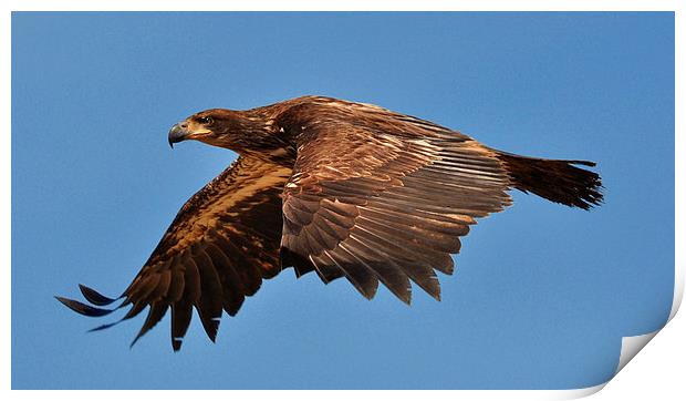 Young Bald Eagle Vancouver Island Print by Gurinder Punn