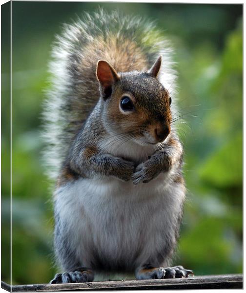 JST2550 Squirrel feeding Canvas Print by Jim Tampin