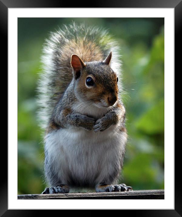 JST2550 Squirrel feeding Framed Mounted Print by Jim Tampin