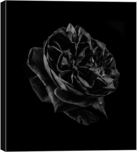 Black Rose Canvas Print by Graham Moore