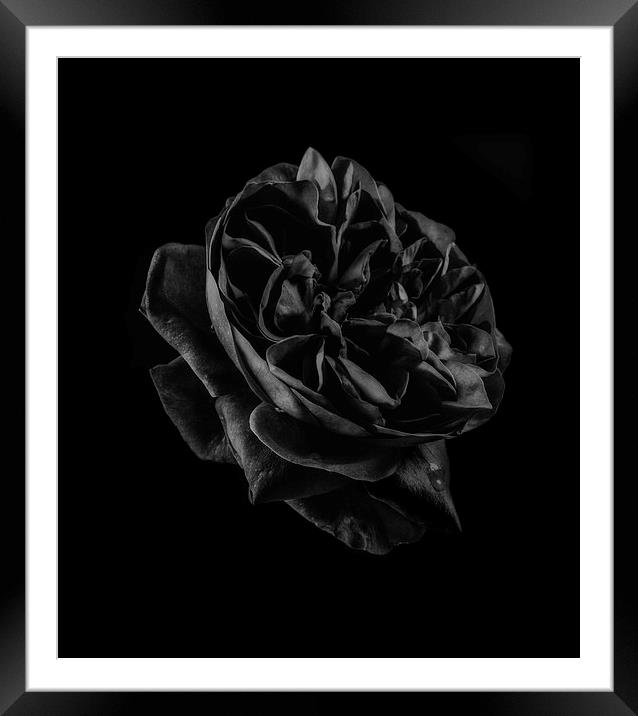 Black Rose Framed Mounted Print by Graham Moore