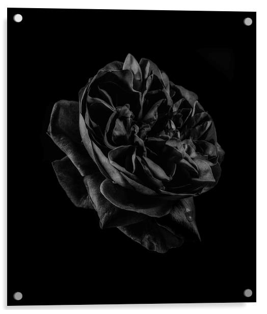 Black Rose Acrylic by Graham Moore