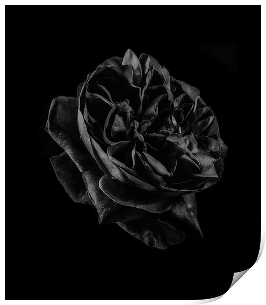 Black Rose Print by Graham Moore