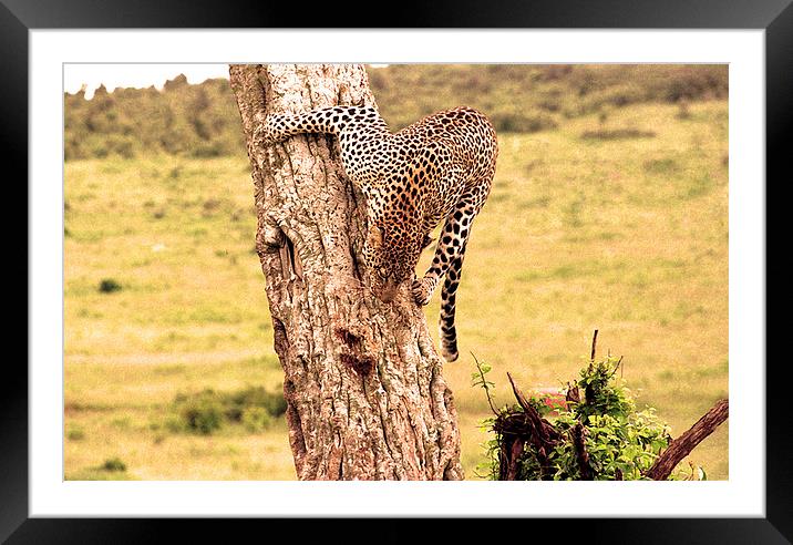 JST2061 Leopard desent Framed Mounted Print by Jim Tampin
