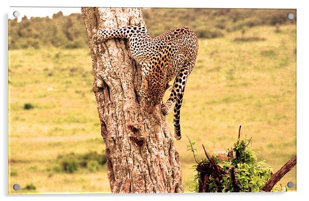 JST2061 Leopard desent Acrylic by Jim Tampin