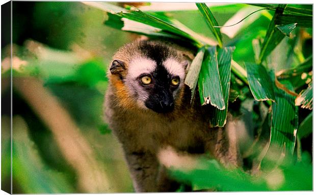 JST2059 Lemur, Madagasar Canvas Print by Jim Tampin