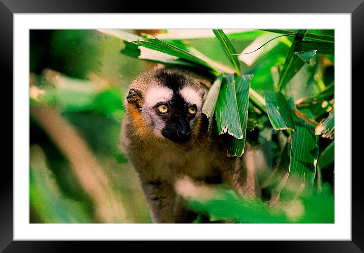 JST2059 Lemur, Madagasar Framed Mounted Print by Jim Tampin
