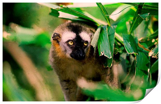 JST2059 Lemur, Madagasar Print by Jim Tampin