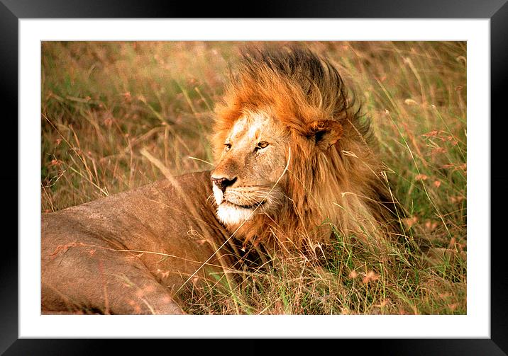 JST2406 The King Framed Mounted Print by Jim Tampin