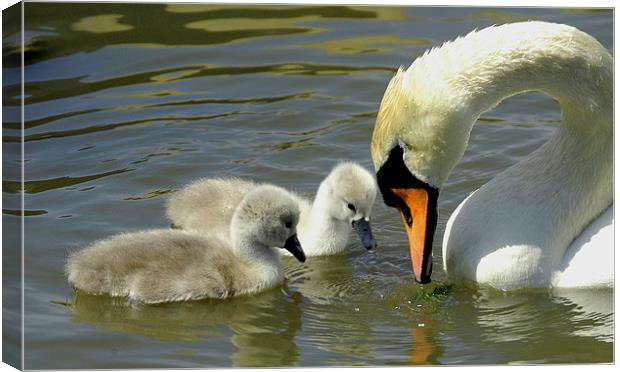 JST2199 Mute Swan with Sygnets Canvas Print by Jim Tampin