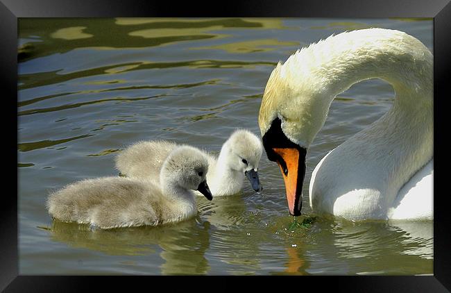 JST2199 Mute Swan with Sygnets Framed Print by Jim Tampin