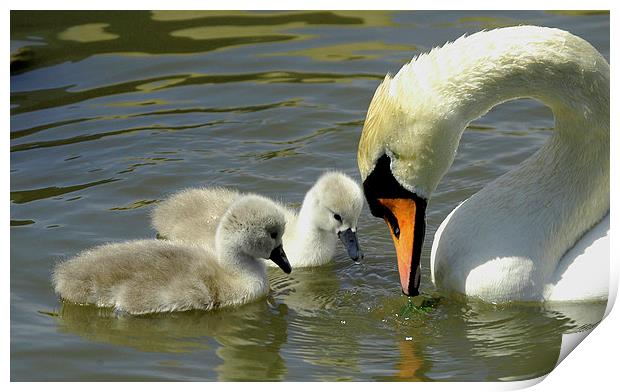 JST2199 Mute Swan with Sygnets Print by Jim Tampin