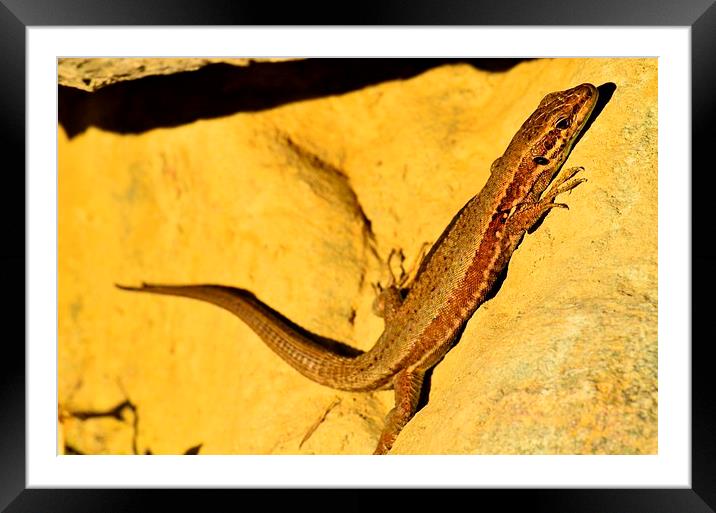 Lizard Framed Mounted Print by Chris Wooldridge