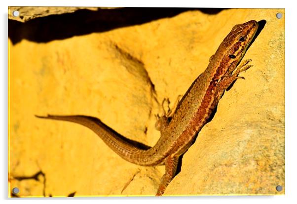 Lizard Acrylic by Chris Wooldridge