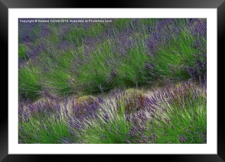 Lavender Field Framed Mounted Print by Howard Corlett
