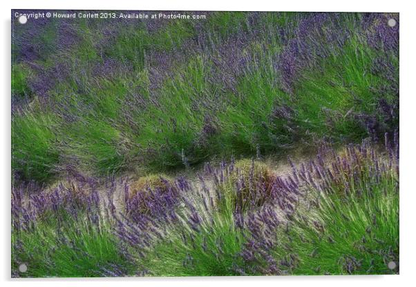Lavender Field Acrylic by Howard Corlett