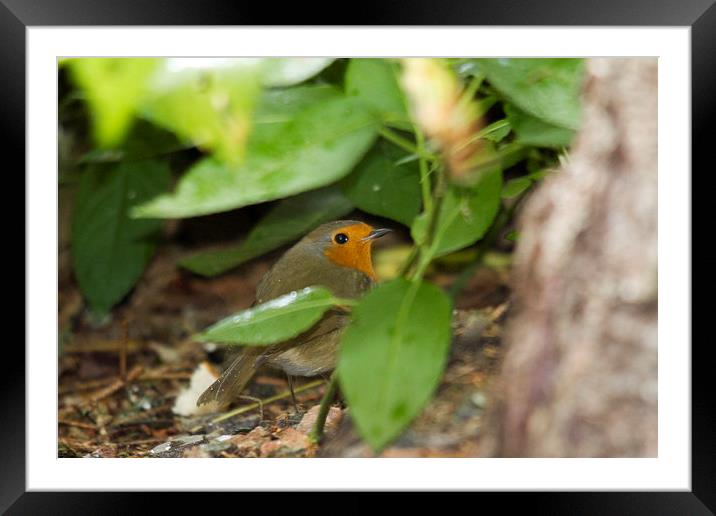 Robin Red-Breast Framed Mounted Print by David Borrill