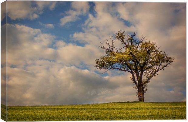one tree hill Canvas Print by richard downes
