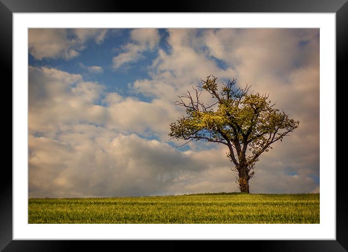 one tree hill Framed Mounted Print by richard downes