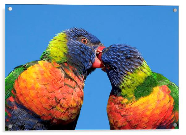 Rainbow lorikeets Acrylic by Steven Ralser