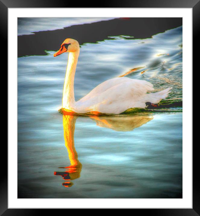 Swan Lake at Sunset Framed Mounted Print by John Wain
