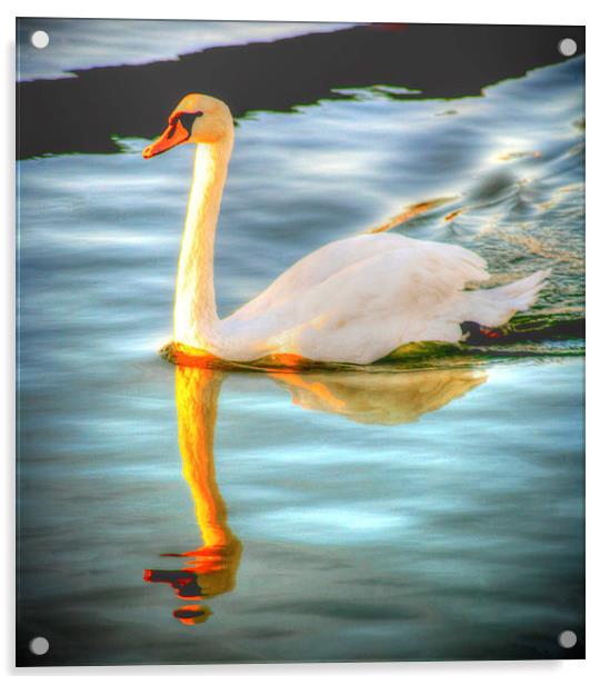 Swan Lake at Sunset Acrylic by John Wain