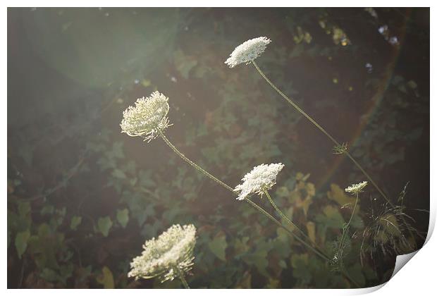 Cow Parsley Print by George Davidson